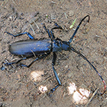 Macromata species